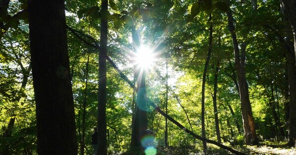 Trees Forever